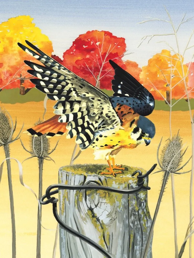 AMERICAN KESTREL 1000PC